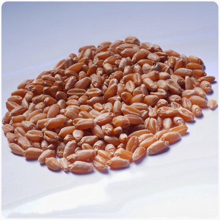 [Wheat_seeds%255B2%255D.jpg]