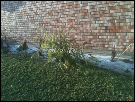 Bird of Paradise shredded by hail