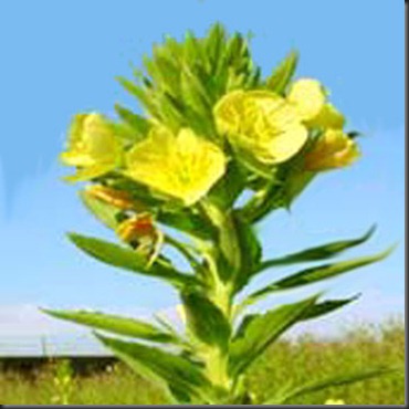 Evening primrose