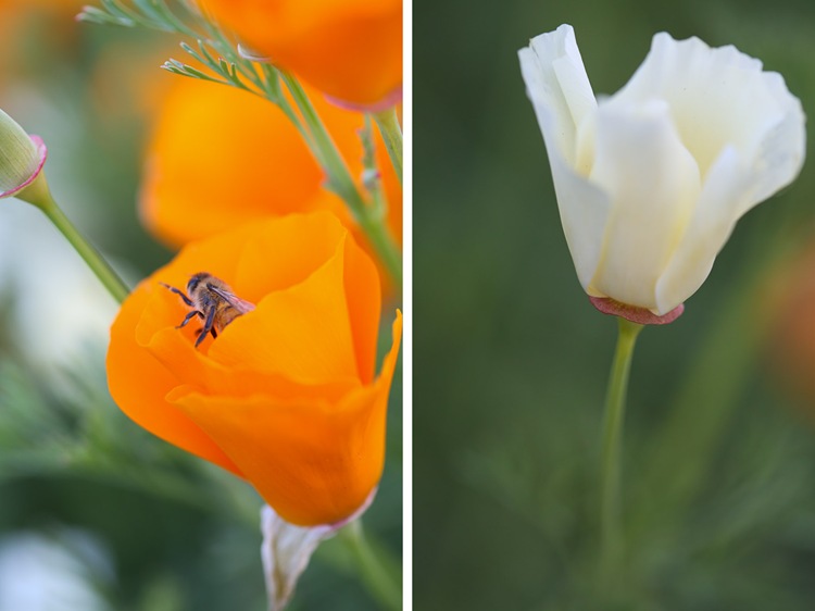 poppies3