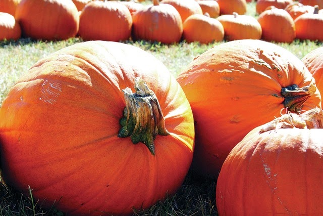 [pumpkins34.jpg]