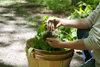 Oh, I know what those are!  They're ramps, sometimes called wild leeks.  These wild onions are native to North America.