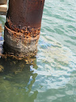 Notice the oil on the water...