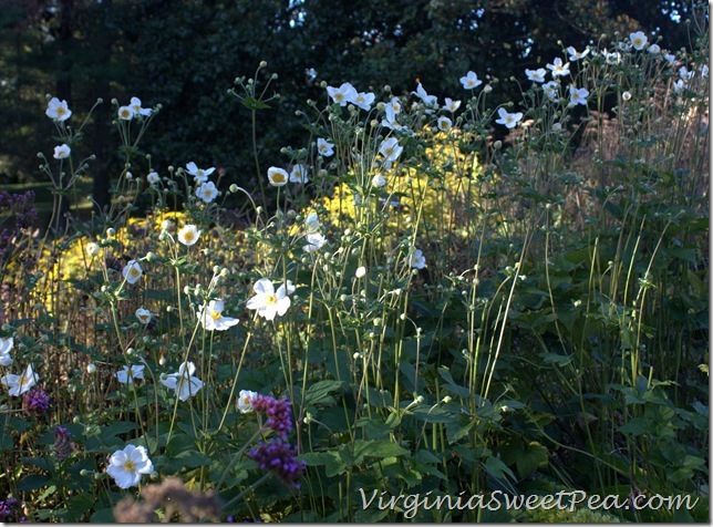 Fall Anemones2 Fall Anemones2