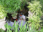 The koi pond offers the gentle sound of flowing water.