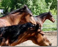 horses2011-6