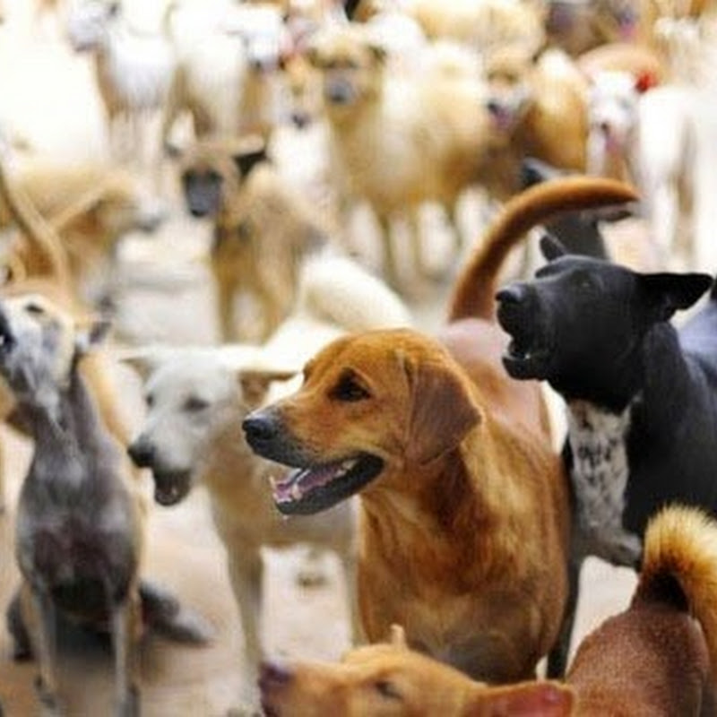 Câu chuyện: Đừng ném thức ăn cho con chó đang sủa!