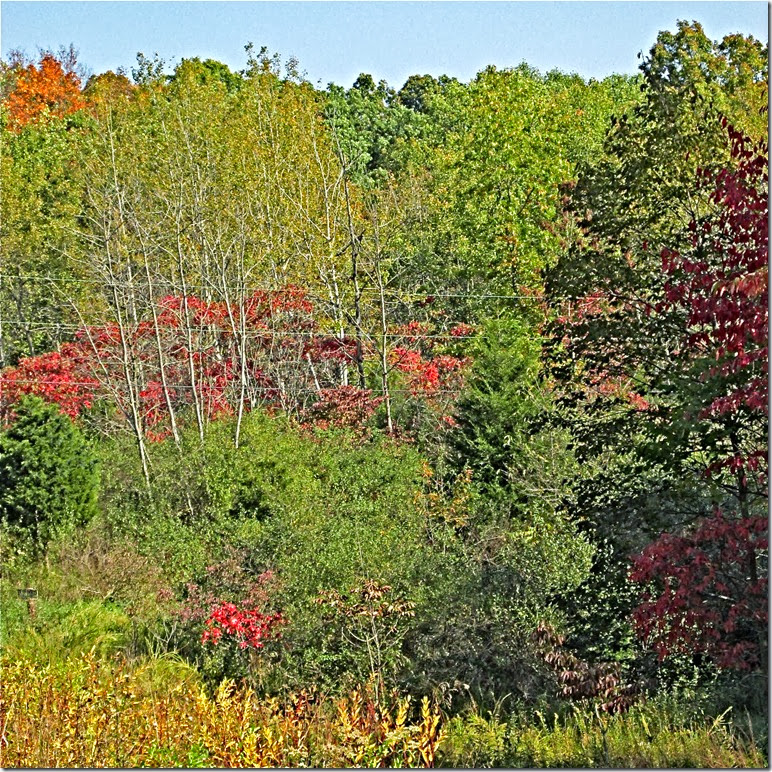 A - trees fall colors A - trees fall colors