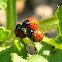 escarabajo de la patata (larva)