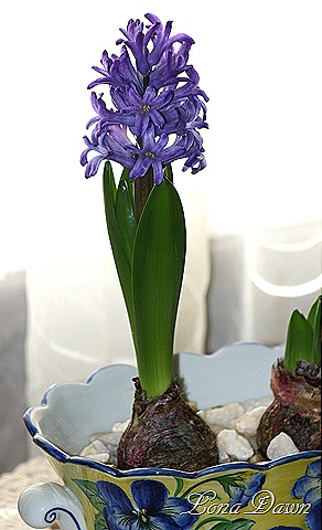 [Hyacinth_Forcing%255B8%255D.jpg]