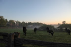 Martha currently has four Dutch Friesian geldings at her farm in Bedford: Rutger, Rinze, Ramon, and Meindert.  Martha writes in her blog.  