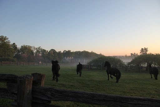 Martha currently has four Dutch Friesian geldings at her farm in Bedford: Rutger, Rinze, Ramon, and Meindert.  Martha writes in her blog.  