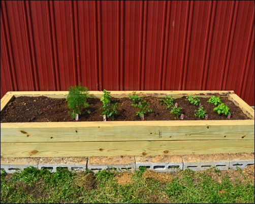 planted herb garden