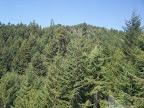 california_sequoia
