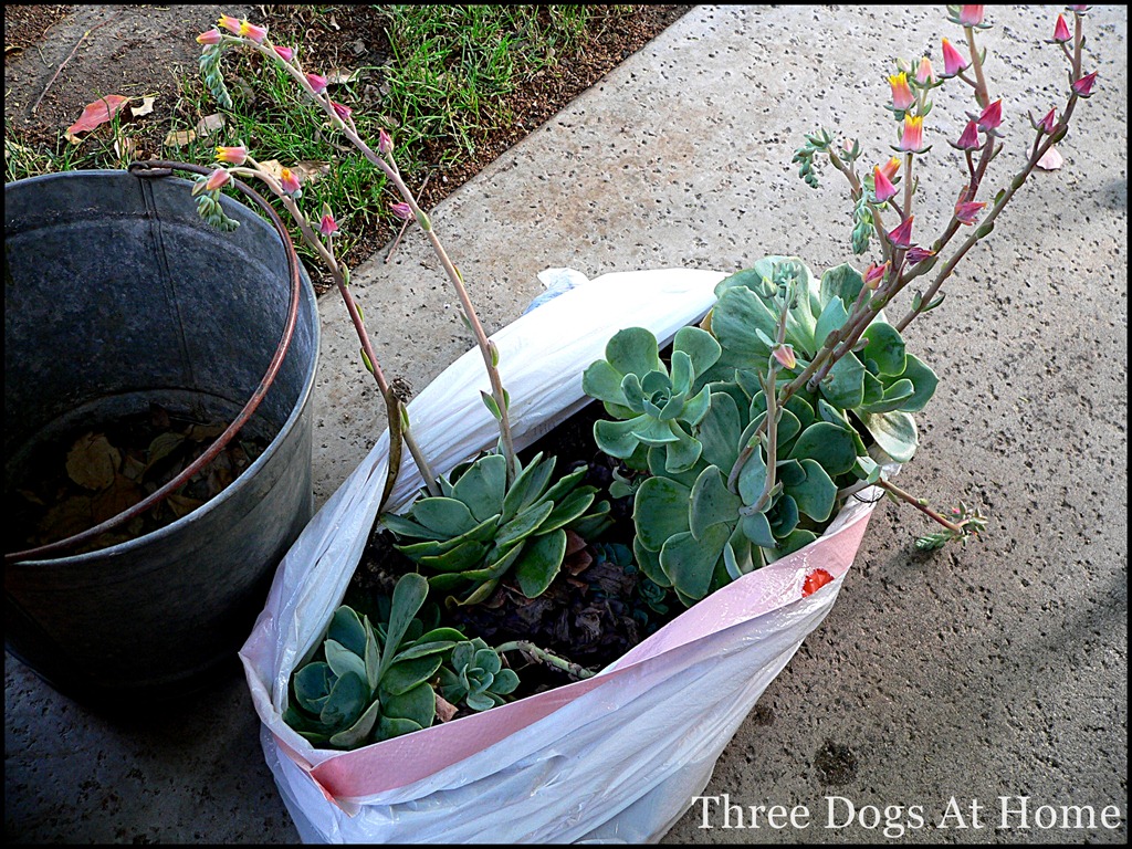 [planting%2520021%255B7%255D.jpg]