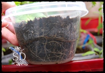 [InsidePlantsRoots4-30-12%255B3%255D.jpg]