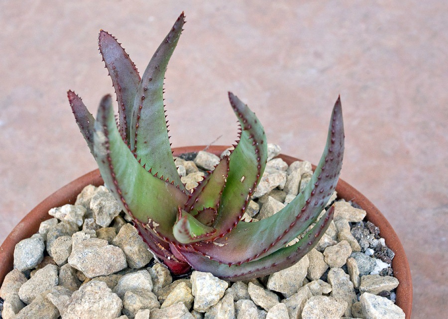 [120414_RBG_Aloe-capitata-var-quartziticola%255B3%255D.jpg]