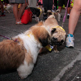 Pet Express Doggie Run 2012 Philippines. Jpg (15).JPG