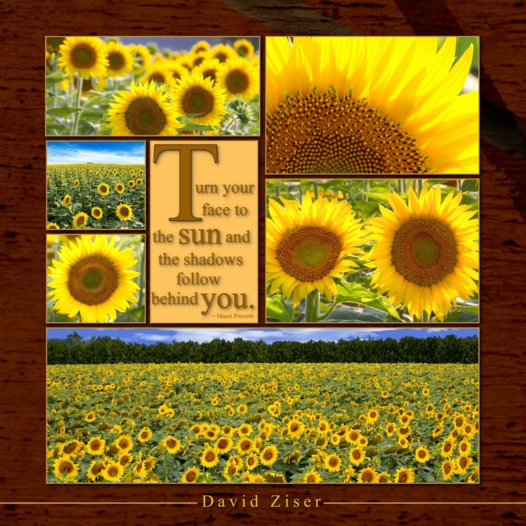 [Sunflowers-10.5x10.54.jpg]