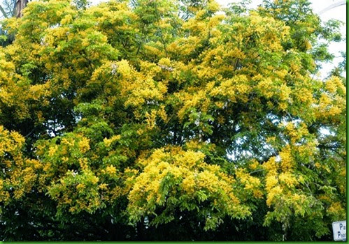 Pterocarpus indicus 1 Pterocarpus indicus 1