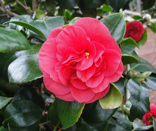 [camellia65.jpg]