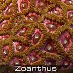 Zoanthus-pink.jpg