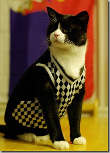 Cat in a sweater Cat in a sweater