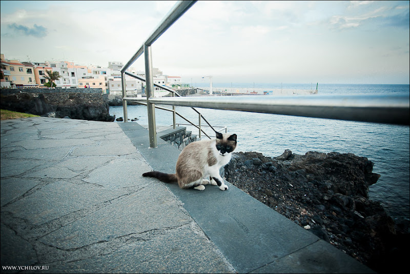 129 www.ychilov.ru foto tenerife.jpg