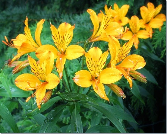 AlstromeriaJul2014 AlstromeriaJul2014
