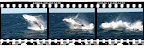 Whale jump