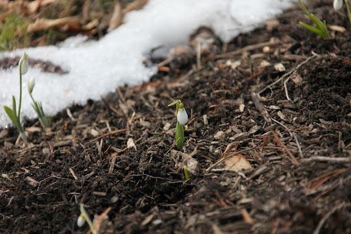 Do you see the snowdrops coming out of the ground?