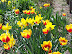 Mt Vernon in Spring