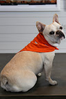 Oh Franny, these bandanas are great!  I am so glad they come in a variety of sizes, as not all dog breeds have the same size necks!