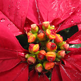 Ons tuin en potplante