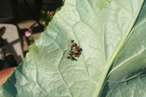 What bug is this?