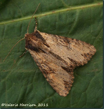 Clouded-Bordered-Brindle