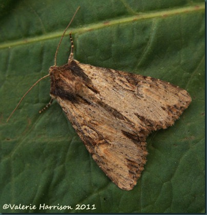 Clouded-Bordered-Brindle Clouded-Bordered-Brindle