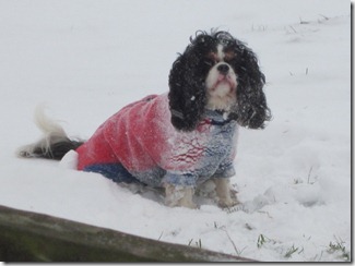 Maisie having fun in the snow 008 (1024x768)