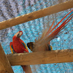 Guacamayas del zool&oacute;gico de Isla Palma