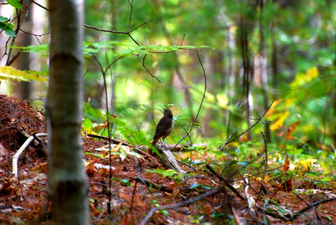 [15.%2520hermit%2520thrush-kab%255B4%255D.jpg]