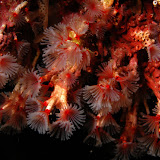 Annelida