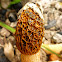 Stinkhorn