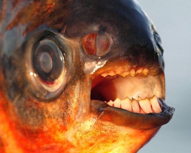 pacu-fish-4