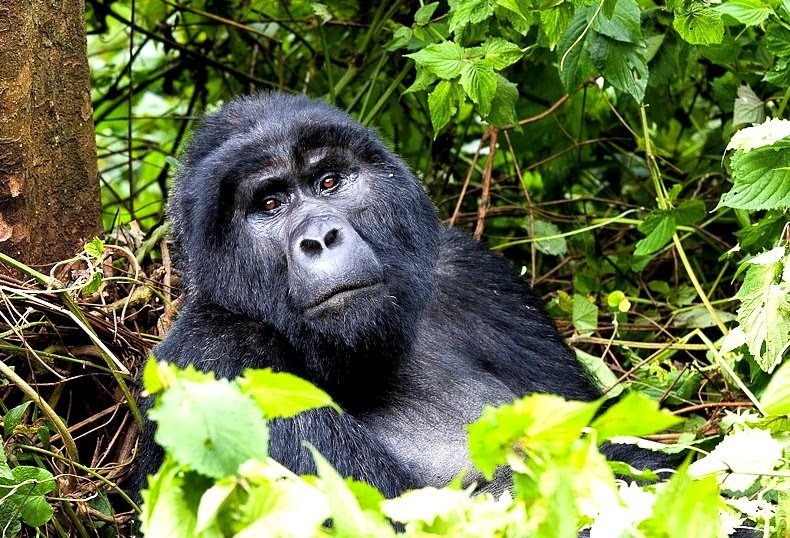 bwindi-3 bwindi-3