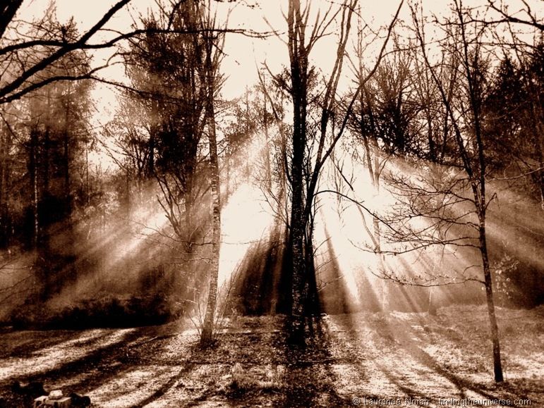 Light filtering through trees