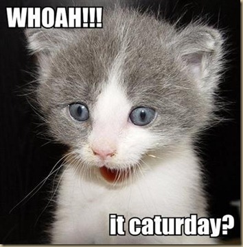 whoah-it-caturday