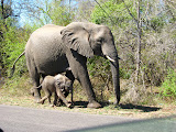 A mother elephant with a TINY baby elephant! This is the smallest baby elephant we've seen yet. I guess it's the season of babies! Transition to Madagascar - 074.jpg