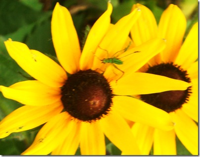 Garden11