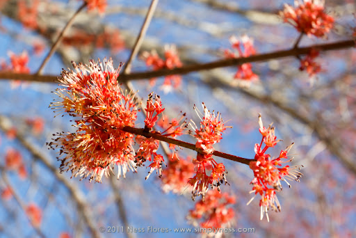 Spring Bloom-7278 Spring Bloom-7278