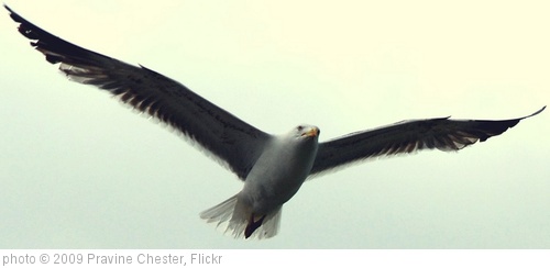 'Flight' photo (c) 2009, Pravine Chester - license: http://creativecommons.org/licenses/by/2.0/